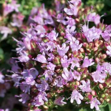 Origanum vulgare Compactum biologisch - Oregano