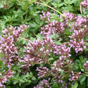 Origanum laevigatum Herrenhausen - Sieroregano