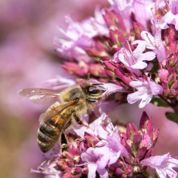 Origanum laevigatum Herrenhausen - Sieroregano