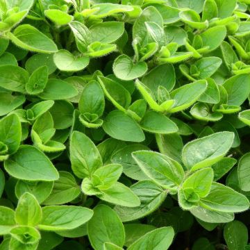 Echte marjolein pizza - Origanum majorana