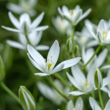 Ornithogalum umbellatum - Gewone vogelmelk