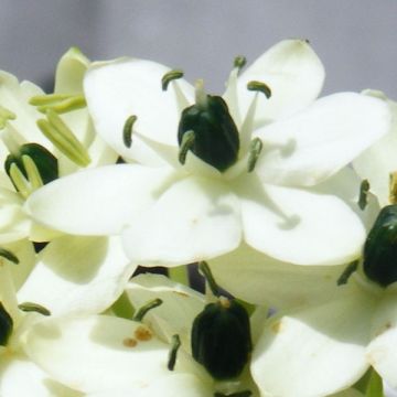 Ornithogalum arabicum - Vogelmelk