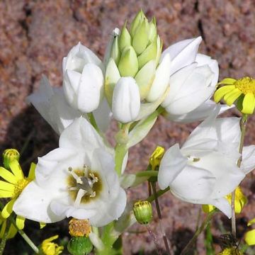 Ornithogalum thyrsoides - Zuidenwindlelie