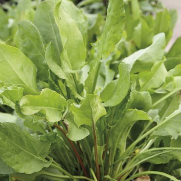 Zuring Grote van Belleville BIO