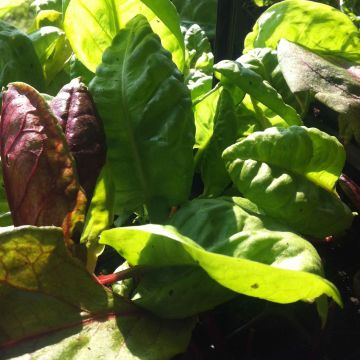 Bergzuring - Rumex arifolius