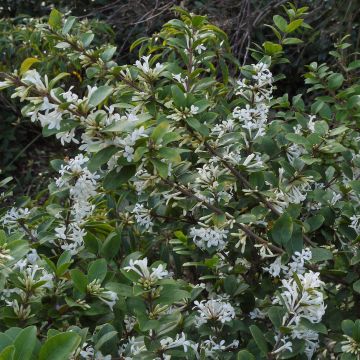 Osmanthus delavayi - Schijnhulst