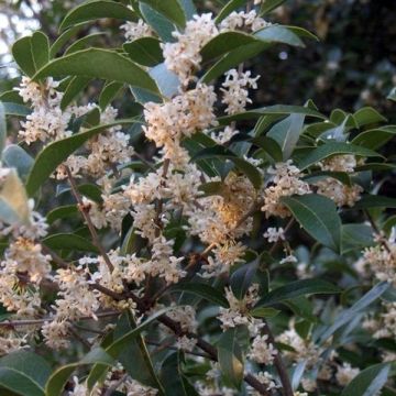 Osmanthus fortunei - Schijnhulst