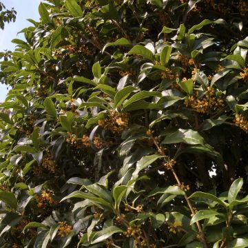 Osmanthus fragrans Aurantiacus - Schijnhulst