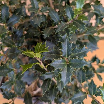 Osmanthus heterophyllus Purpureus