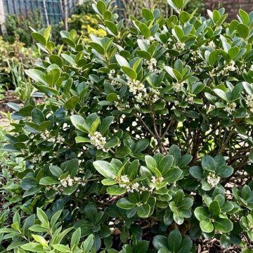 Osmanthus heterophyllus Rotundifolius - Schijnhulst