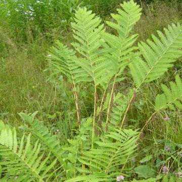 Osmunda claytoniana - Koningsvaren