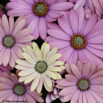 Osteospermum Kaapse Madeliefje 'Spring Bouquet'