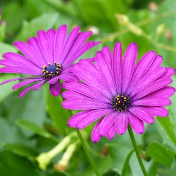 Osteospermum Deep Purple - Spaanse margriet