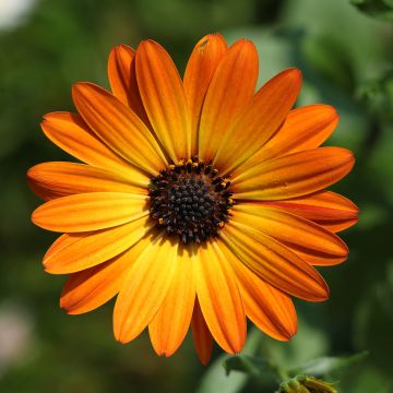 Osteospermum Dalina Orange - Spaanse margriet