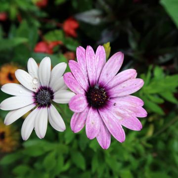 Osteospermum Dalina Purple Reflection - Spaanse margriet