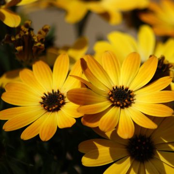 Osteospermum Dalina Special Sunshine Beauty - Spaanse margriet