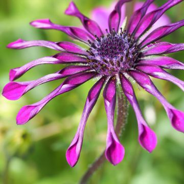 Osteospermum Flower Power Spider Purple - Spaanse margriet