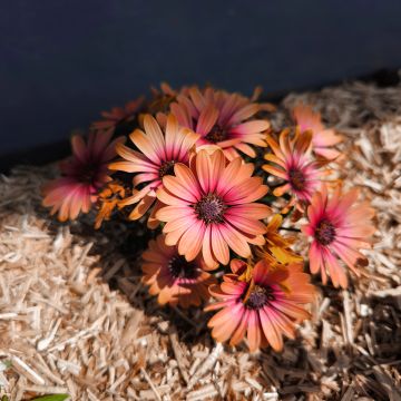 Osteospermum Cape Daisy Fireburst - Spaanse margriet