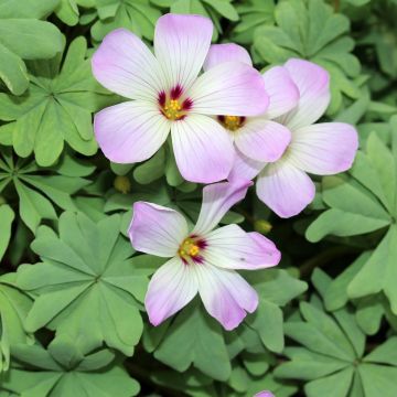 Oxalis adenophylla - Klaverzuring