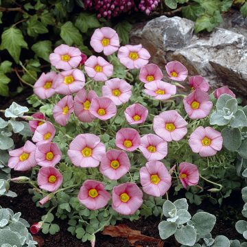 Oxalis obtusa - Klaverzuring