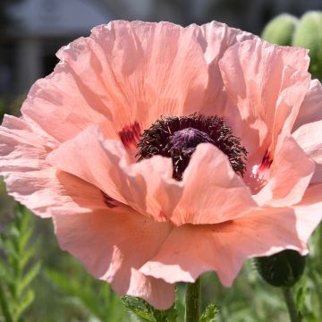 Papaver orientale Mrs Perry - Oosterse papaver