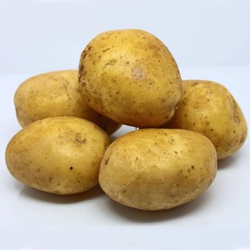 Aardappel Agria BIO