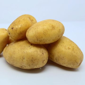 Aardappel Ditta BIO
