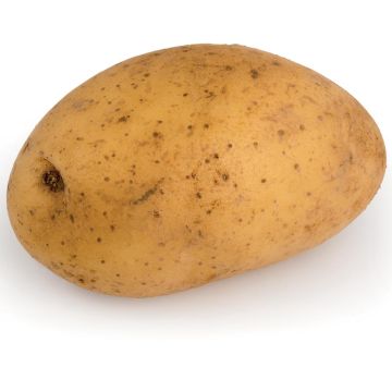 Aardappel Laurette BIO