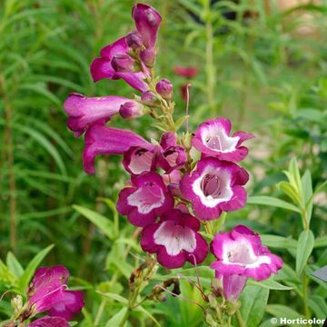 Penstemon Gloire des quatre rues - Slangenkop