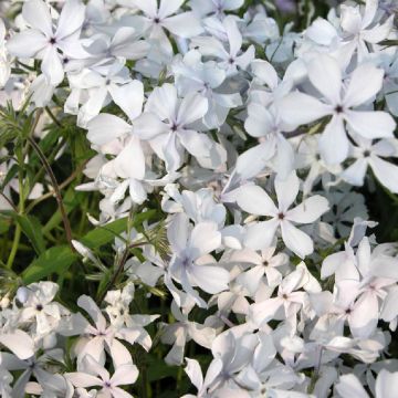 Phlox divaricata May Breeze - Voorjaarsvlambloem