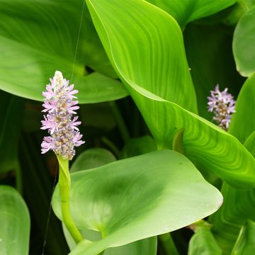 Pontederia cordata Pink Pons - Moerashyacint