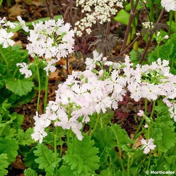 Primula sieboldii Pago-Pago - Sieboldsprimula