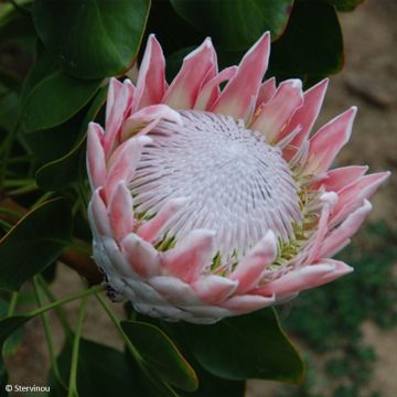 Protea cynaroides - Koningsprotea