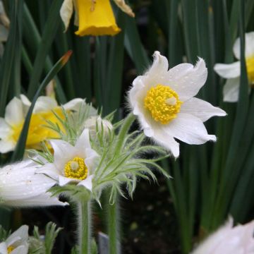 Pulsatilla vulgaris Alba - Wildemanskruid