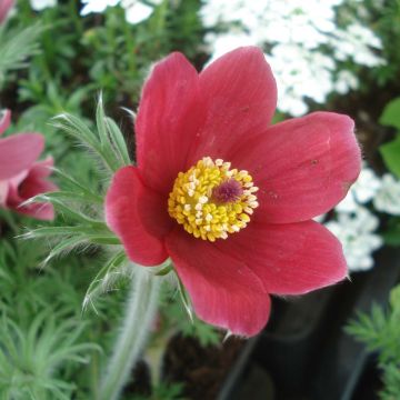Pulsatilla vulgaris Rubra - Röde Klokke