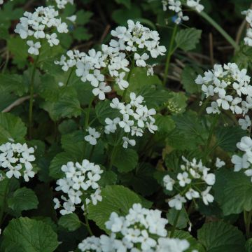 Pachyphragma macrophyllum - Kaukasische look-zonder-look
