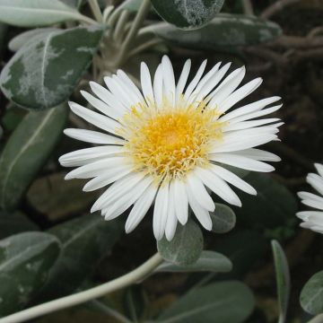 Pachystegia insignis Daizea - Nieuw-Zeelandse margriet