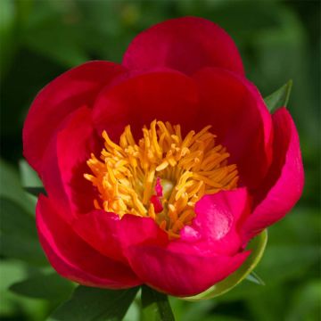 Paeonia Flame - Pioenroos
