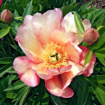Paeonia Itoh Julia Rose - Itoh-pioen