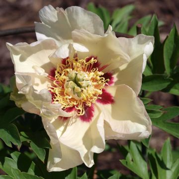 Paeonia Itoh Pastel Splendor - Itoh-pioen