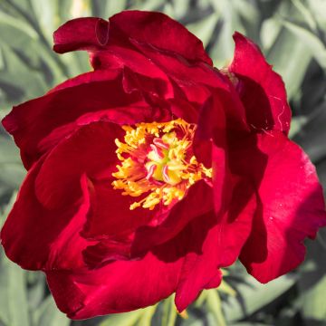 Paeonia Itoh Scarlet Heaven - Itoh-pioen