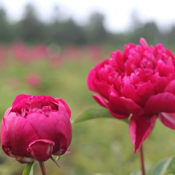 Paeonia lactiflora Adolphe Rousseau - Pioenroos