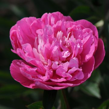 Paeonia lactiflora Amabilis - Pioenroos