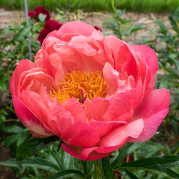 Paeonia lactiflora Coral Charm - Pioenroos