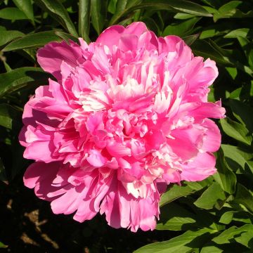 Paeonia lactiflora Edulis Superba - Pioenroos