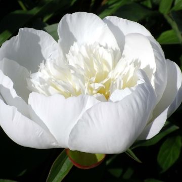 Paeonia lactiflora Immaculée - Pioenroos