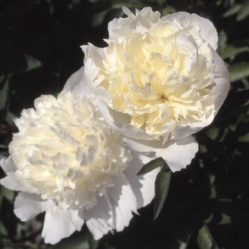 Paeonia lactiflora Laura Dessert - Pioenroos
