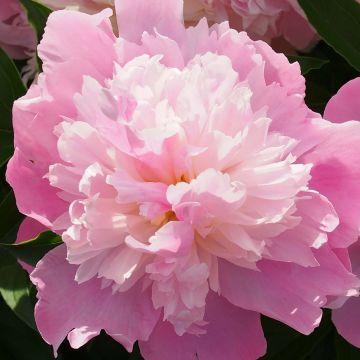 Paeonia lactiflora Monsieur Jules Elie - Pioenroos