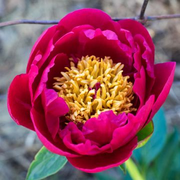 Paeonia lactiflora Nippon Beauty - Pioenroos
