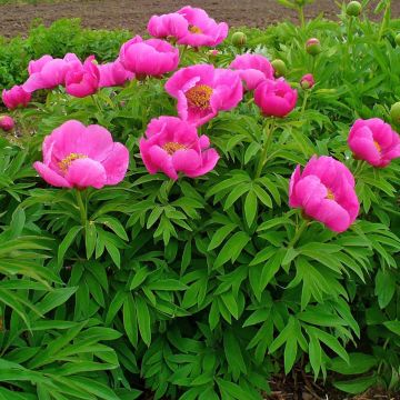 Paeonia officinalis Mollis - Boerenpioen
